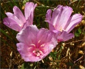 sm 543 Farewell To Spring